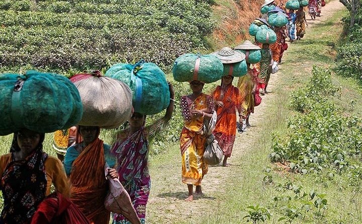 مزارع چای هندوستان +عکس