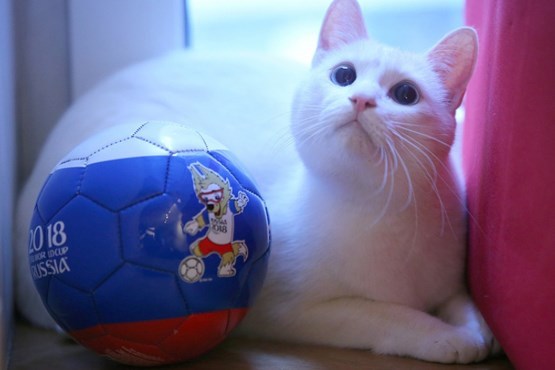 شروع بکار گربه پیشگو در جام جهانی 2018 +عکس