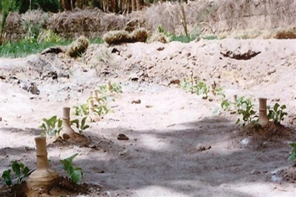 اجرای آبیاری کوزه‌ای در قطعات خرد کشاورزی مناطق کوهستانی یزد +عکس