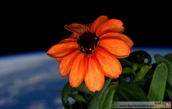 شکفتن گلی زیبا در ایستگاه فضایی ناسا +عکس