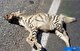 تصادفات جاده‌ای یکی از اصلی‌ترین تهدیدات حیات وحش در استان یزد