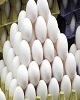 سالانه ۸۶ هزار تخم مرغ در البرز تولید می شود