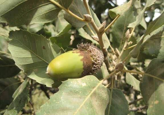 چهارمین همایش سوگند با بلوط در دل زاگرس؛ مراسمی برای عشق به زمین و وفاداری به طبیعت