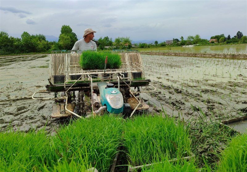 دلالی در بازار شلتوک/ برنج محلی خوزستان کمیاب و گران شد